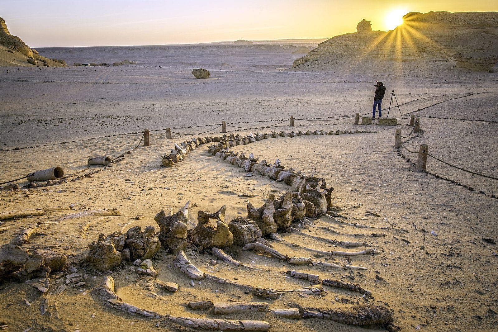 1599px-The_whales_fossils