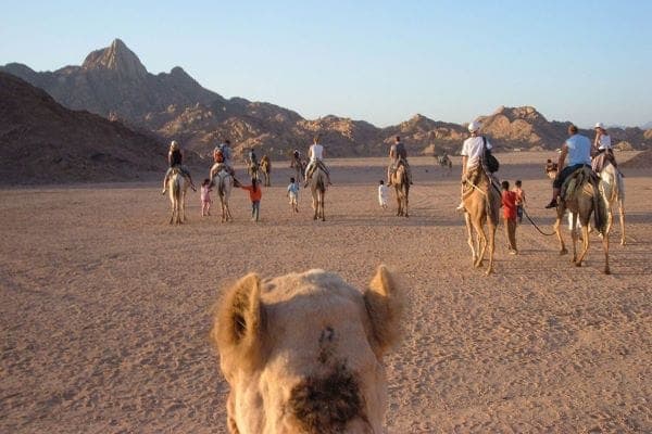 Camel ride in sharm el sheikh city