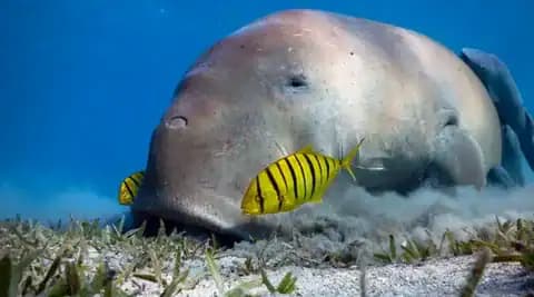 Sea cow and yellow striped fish swimming near the ocean floor.