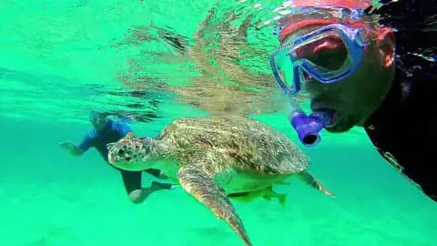 Snorkeler observing a sea turtle and sea cow in clear waters at Marsa Mubarak.