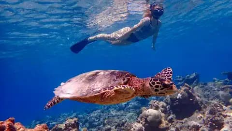 Marsa Mubarak Snorkeling Trip (Sea Cow & Turtles)